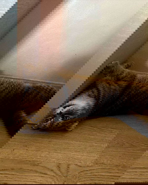 mishel116 mishel116 archive image