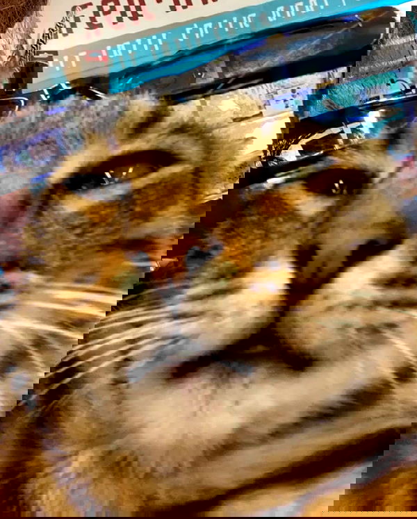 mishel116 mishel116 archive image