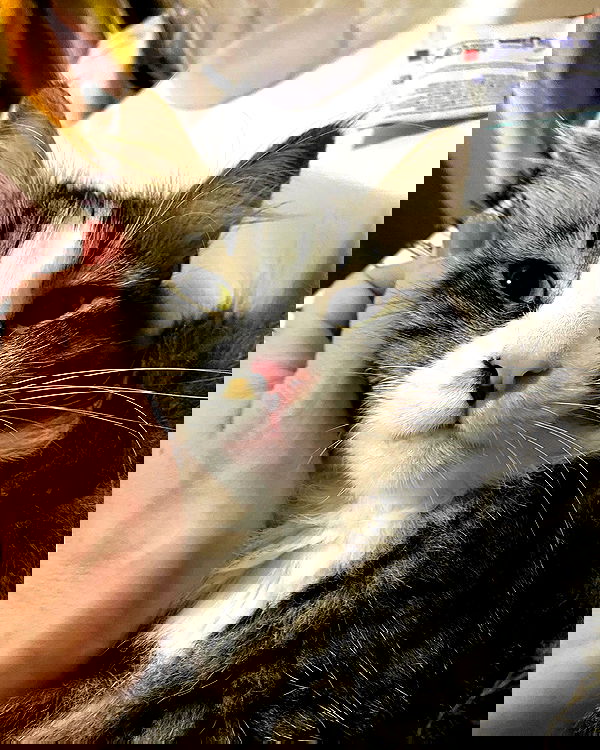 mishel116 mishel116 archive image