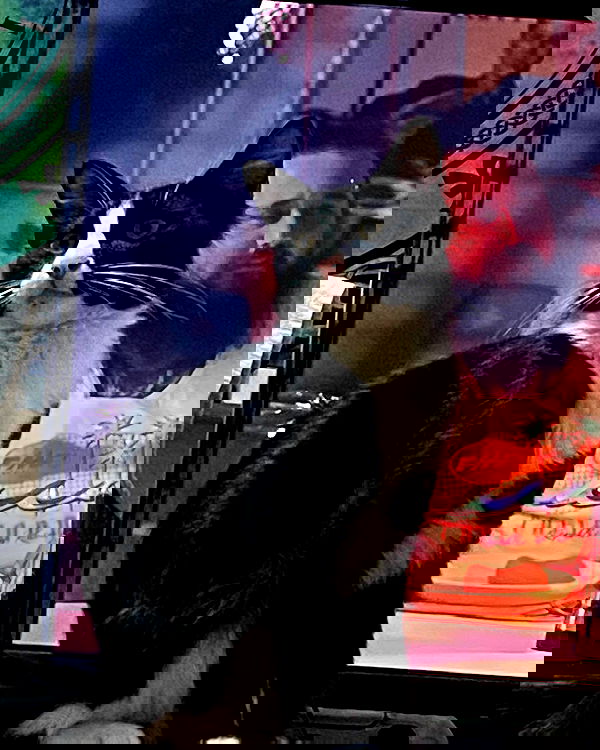 mishel116 mishel116 archive image