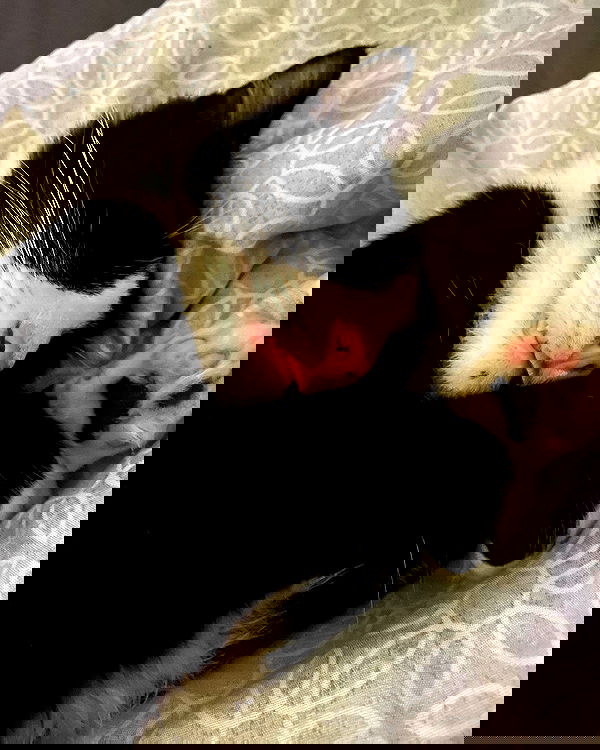 mishel116 mishel116 archive image