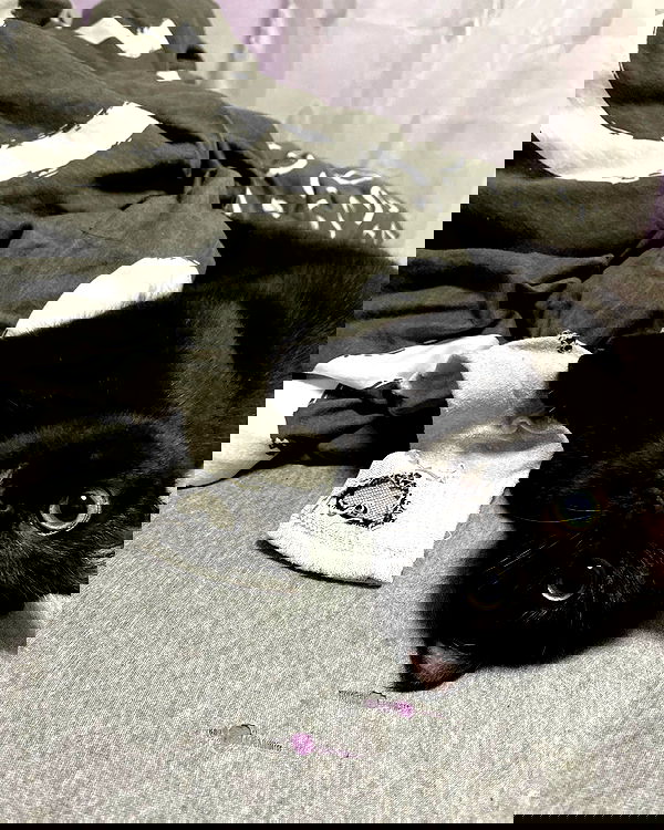 mishel116 mishel116 archive image