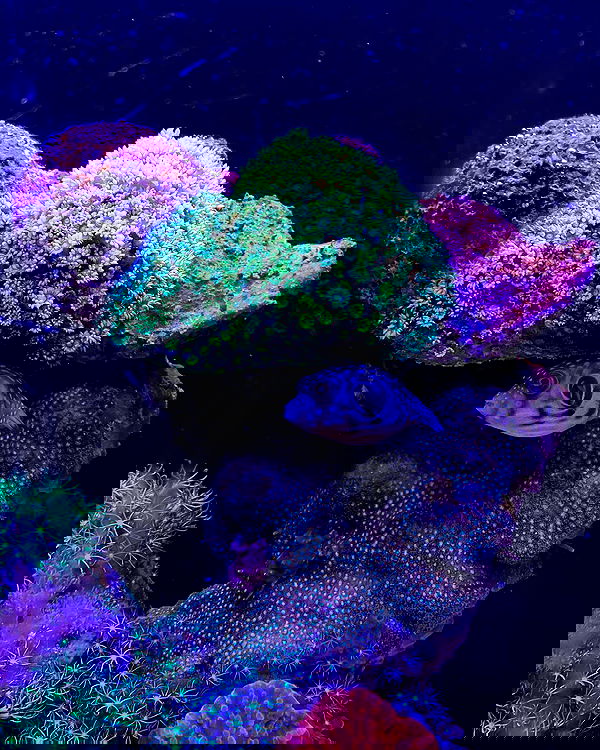 mishel116 mishel116 archive image