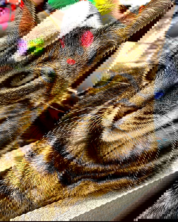 mishel116 mishel116 archive image