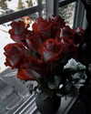 morguemuscle Altpins Profile Picture