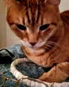 mshflop Altpins Profile Picture