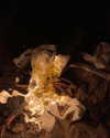 myaaalexis Altpins Profile Picture