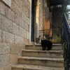 naama_gabbay Altpins Profile Picture