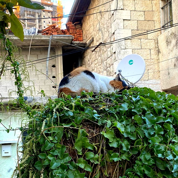 naama_gabbay instagram image archive image