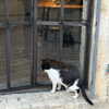 naama_gabbay Altpins Profile Picture
