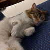 naama_gabbay Altpins Profile Picture