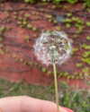 natahalieeee Altpins Profile Picture