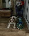 natahalieeee Altpins Profile Picture
