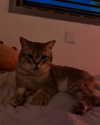 natahalieeee Altpins Profile Picture