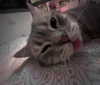 natahalieeee Altpins Profile Picture