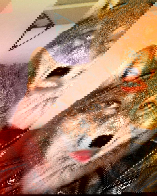 neiimaaa neiimaaa archive image