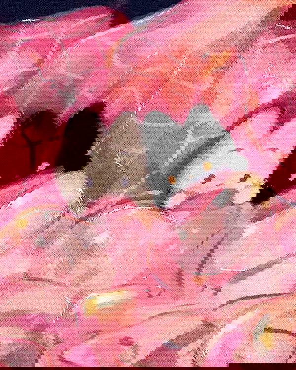 neiimaaa neiimaaa archive image