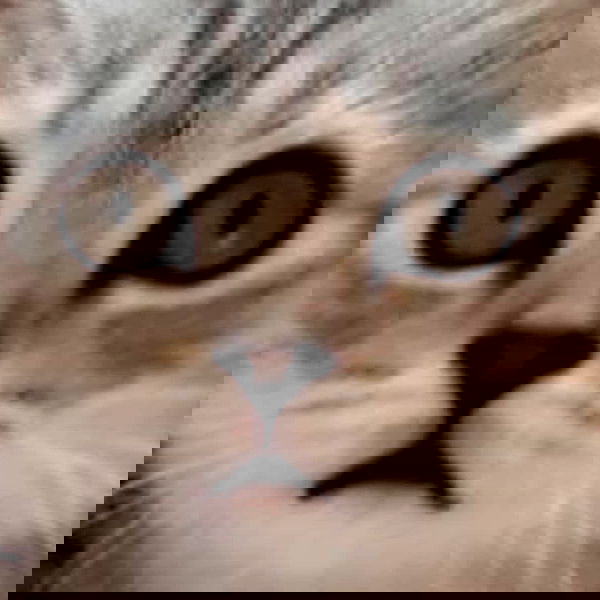 neomiconrad neomiconrad archive image