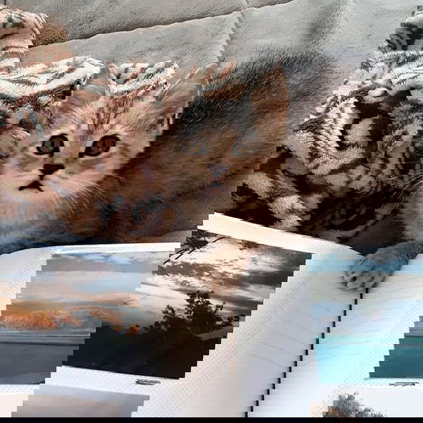 neomiconrad neomiconrad archive image