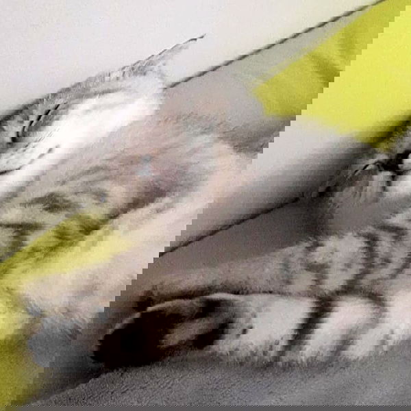 neomiconrad neomiconrad archive image