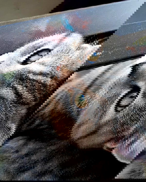 neomiconrad neomiconrad archive image