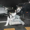 nevaaadaa Altpins Profile Picture