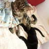 nicakitty Altpins Profile Picture