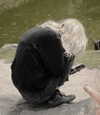 nihilisticfae Altpins Profile Picture