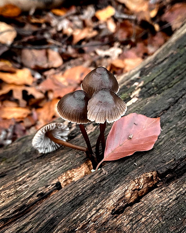 nihilisticfae instagram image archive image