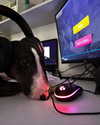 niicolemen Altpins Profile Picture