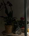niicolemen Altpins Profile Picture