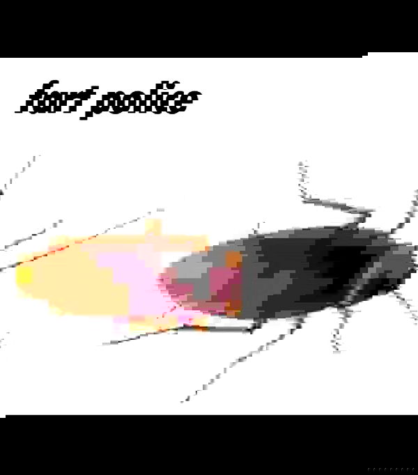 nikkibitez nikkibitez archive image