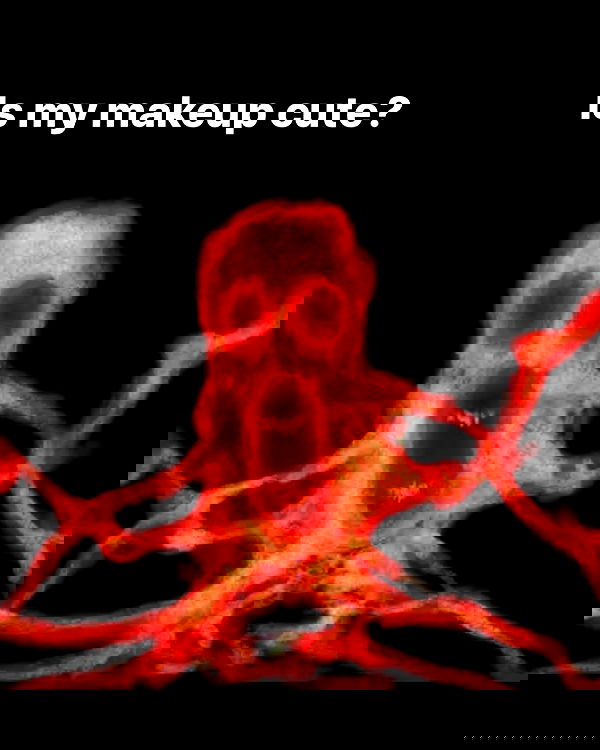 nikkibitez nikkibitez archive image