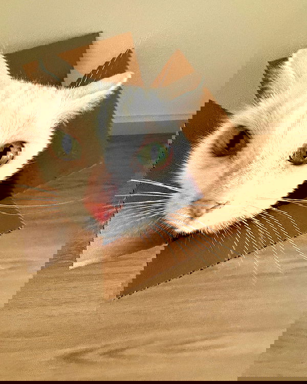 nikkibitez nikkibitez archive image