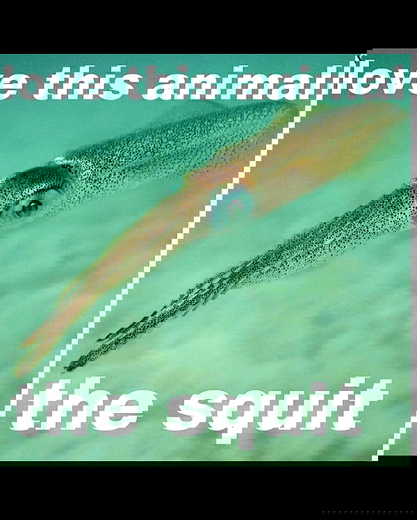 nikkibitez nikkibitez archive image