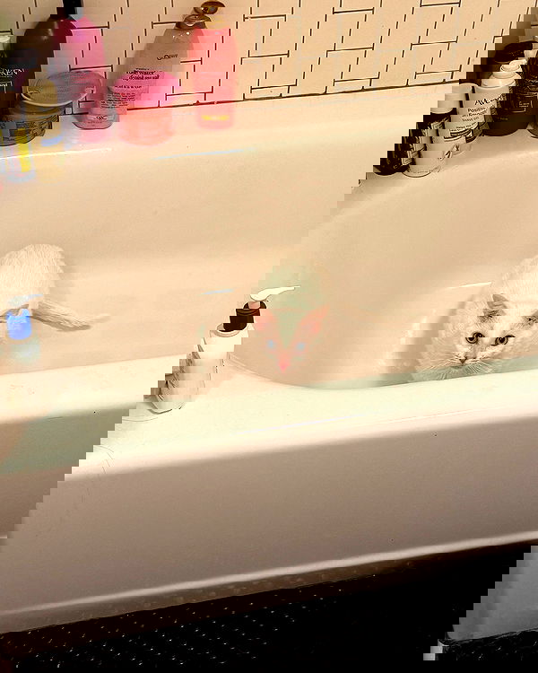 nikkibitez nikkibitez archive image