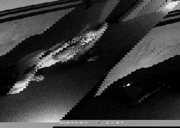 nikkibitez nikkibitez archive image