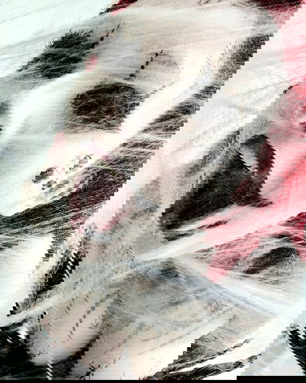 nikkibitez nikkibitez archive image