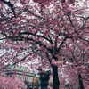 noa_mendel_ Altpins Profile Picture