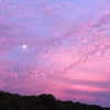 noa_mendel_ Altpins Profile Picture
