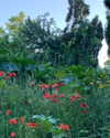 noa_mendel_ Altpins Profile Picture