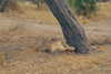 noa_mendel_ Altpins Profile Picture