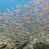 noa_mendel_ Altpins Profile Picture