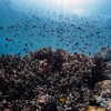 noa_mendel_ Altpins Profile Picture