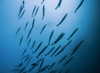 noa_mendel_ Altpins Profile Picture