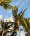 noam_shaham Altpins Profile Picture