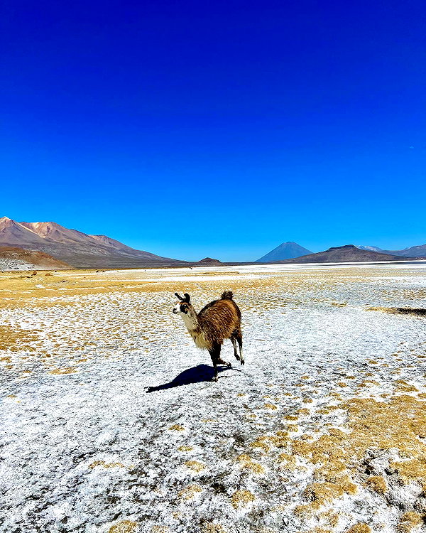noam_shaham instagram image archive image