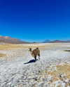 noam_shaham Altpins Profile Picture