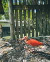 noam_shaham Altpins Profile Picture