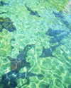 noam_shaham Altpins Profile Picture